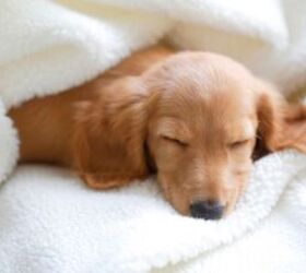 what are the risks of posting your pets on social media, Dog sleeping image via Canva