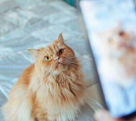 what are the risks of posting your pets on social media, Taking photo of cat image via Canva