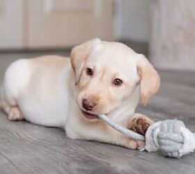 The Best Toys to Keep Your Dog Entertained for Hours