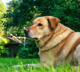 5 items in your shed that are dangerous for pets, Dog in yard image via Canva