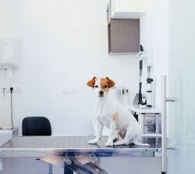 treating dog cancer is chemo a good choice, photo credit Beatriz Vera shutterstock com