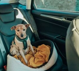 5 tips to make traveling with your dog easier, Dog in car image via Canva
