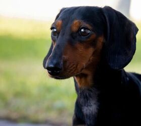 4 Reasons Why a Thief Might Target Your Pet