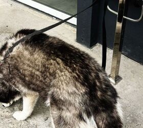 Dog outside shop - image via Canva