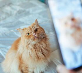 Taking photo of cat - image via Canva