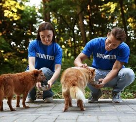 Meet Henry, a 25-Year-Old Dog Who Helps Senior Pets in Shelters