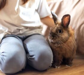 things to consider before getting a rabbit, PV productions Shutterstock