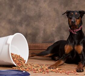 What Every Pet Parent Needs to Know About Dilated Cardiomyopathy