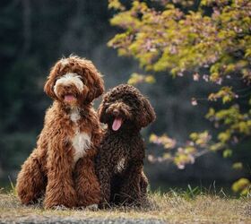 Expectations vs. Reality: The Hidden Challenges of Designer Breeds