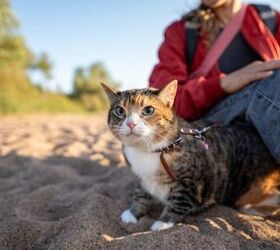 the data is in how roaming shortens your cats lifespan, Photo credit yourphotopie Shutterstock com