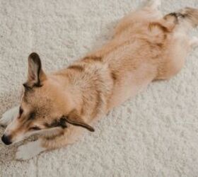 How To Stop Your Dog From Scratching At Your Carpets