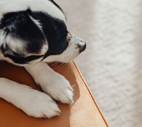 Dog on couch - image via Canva