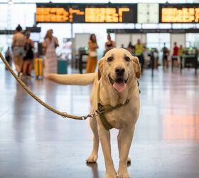 should evacuation pre work be part of travel planning with your pet, photo credit Antonio Suarez Vega shutterstock com