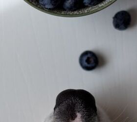 The Best Diet for a Dog Fighting Cancer