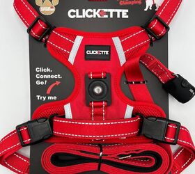 best dog breeds for active people