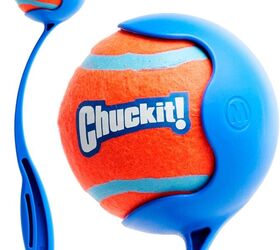 best dog breeds for active people