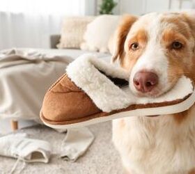Here’s Why Your Dog Can’t Resist Your Slippers