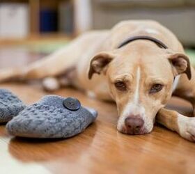 heres why your dog cant resist your slippers, Dog with slippers image via Canva