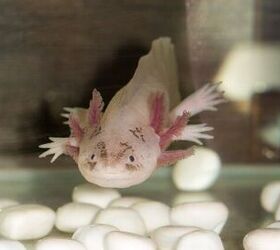 Is an Axolotl Right for You? What New Owners Often Overlook