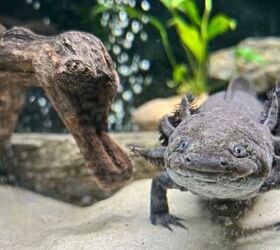 is an axolotl right for you what new owners often overlook, Photo credit Midwest Musings Shutterstock com