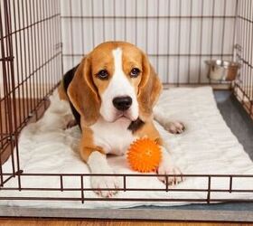 how to crate train your dog without losing your mind, Photo credit Viktorya Telminova Shutterstock com
