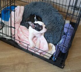 how to crate train your dog without losing your mind, Photo credit Christine Bird Shutterstock com