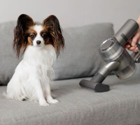 essential steps to deep clean your home after a flea infestation, Photo credit Di Studio Shutterstock com