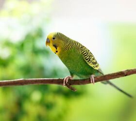 how to find a lost bird and bring them home safely, Photo credit New Africa Shutterstock com