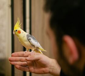 how to find a lost bird and bring them home safely, Photo credit Daria vg Shutterstock com