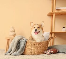 Tips and Products for Keeping Your Pet’s Things Organized