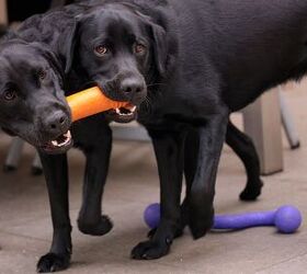 former president and first lady opt for labrador retrievers this time, photo credit Michael Peppenster shutterstock com