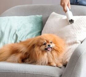Pet Hair Everywhere? Try These 5 Quick, Hassle-Free Fixes