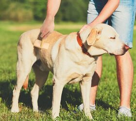 pet hair everywhere try these 5 quick hassle free fixes, Muse Iris Dog Cat Slicker Brush image via Amazon