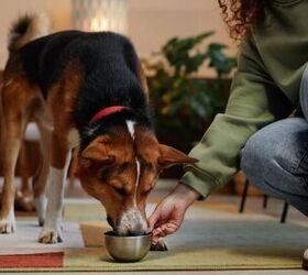 how much food does your dog need dog feeding requirements 101, Photo credit SeventyFour Shutterstock com