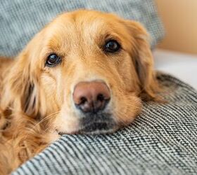 Golden Retriever Behaviors May Be Linked to Human Genes
