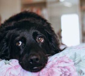 Anxious dog - image via Canva