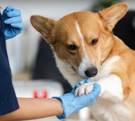 Dog with vet - image via Canva