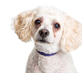 White Dog Clean Up! Here's How to Keep Your Pooch Looking His Best
