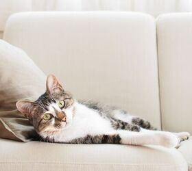 5 easy ways to stop pet odors taking over your home, Cat on sofa image via Canva