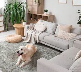5 easy ways to stop pet odors taking over your home, Dog on rug image via Canva