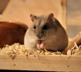 3 lower maintenance pets for busy people, Hamster image via Canva