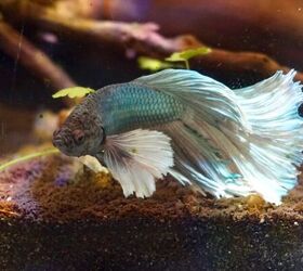 3 Lower-Maintenance Pets for Busy People