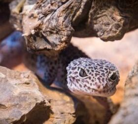 3 lower maintenance pets for busy people, Leopard gecko image via Canva