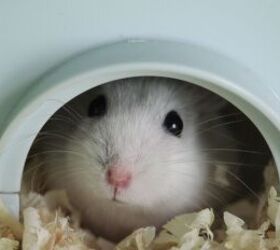 3 lower maintenance pets for busy people, Hamster image via Canva