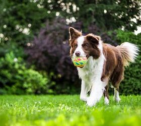 The Reason Your Dog Training Isn't Working (Hint: It's Not Your Dog)