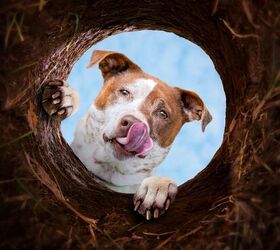 is food guarding the same as food hoarding, photo credit Annette Shaff shutterstock com