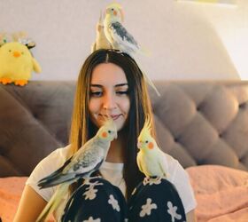 questions to ask yourself before getting a pet bird, Daria vg Shutterstock