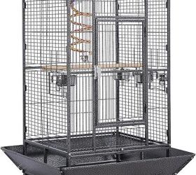 questions to ask yourself before getting a pet bird