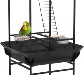 questions to ask yourself before getting a pet bird