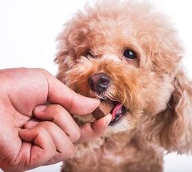 american heartworm society released a new incidence map, ThamKC Shutterstock